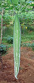 Snake Gourd on Vine