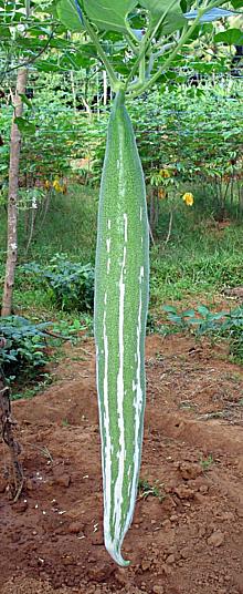 Snake Gourd hanging from Vine