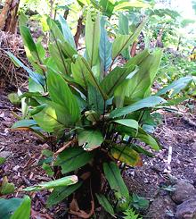 Live Arrowroot Plant