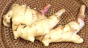 Young Ginger Rhizome