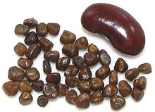 Korarima Seeds