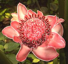 Torch Ginger Flower