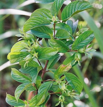 Live Beletientien Plant with Fruit