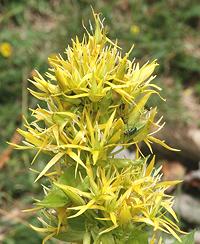 Flowering Yellow Gentian Plant