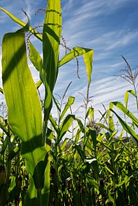 Corn Plants