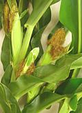 Corn ears on stalks