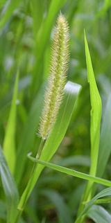 Seed Head of Raishans