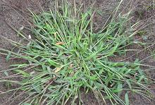 Large Crabgrass Plant