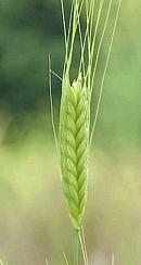 Einkorn Seed Head