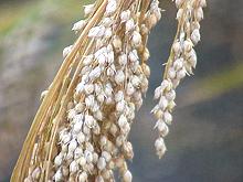 Common Millet Seed Head