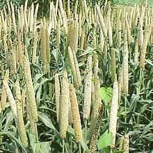 Pearl Millet Seed Heads