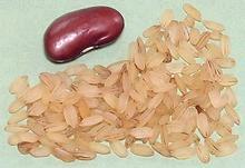 Rosa Matta Rice Grains