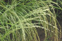 Teff Ripening Seedheads