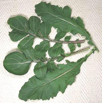 Arugula Leaves