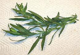 Leafy sprigs of Russian Tarragon