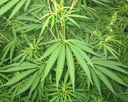 Leafy Hemp Plants