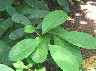 Yerba Mate Plant