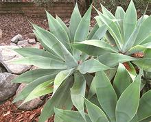 Live Foxtail Agave Plants