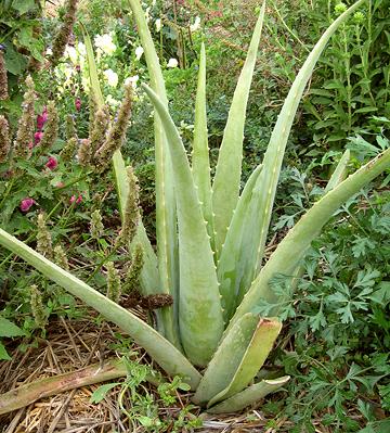 Live Aloe Vera Plant