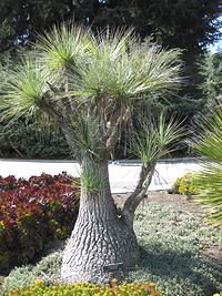 Asparagus Tree