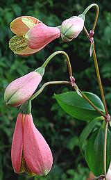 Flowering Plant