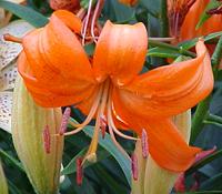 Lanzhou Lily Flower