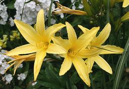 Flowering Citron Daylily Plants