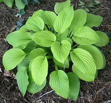 Growing Hosta Plant