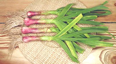 Taiwan Leeks