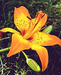 Lily Flower