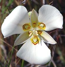 White Flower