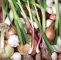 Onion Mix