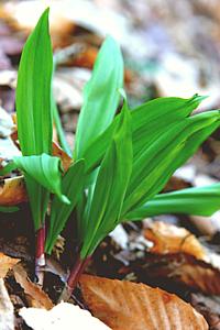 Growing Ramps Plants