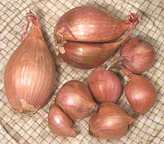 Large and Small Shallots