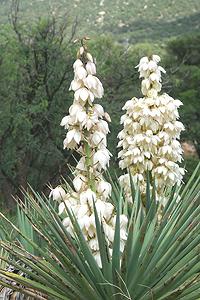 Flowering Plant