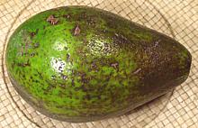 Hall Avocado