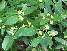 California Laurel Leaves