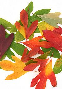 Sassafras Leaves