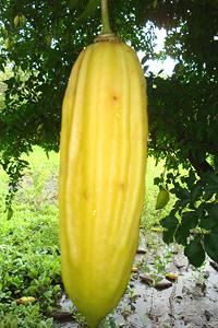 Cuajilote Fruit on Tree