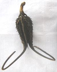 Devil's Claw Seed Pod