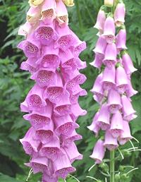 Flower Stalks