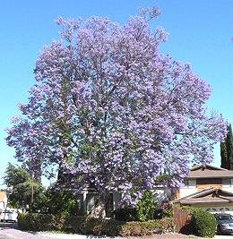 Large Jacaranda Tree