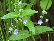 Flowering Plant