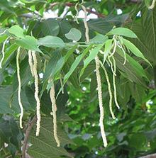 Alokon Inflorescences on Tree