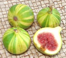 Fresh Tiger Figs