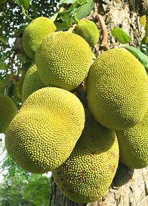 Jackfruit on Tree