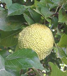 Osage Orange Fruit on Shrub