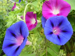 Morning Glory Flowers