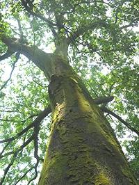 Large Australian Red Cedar Tree