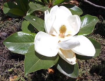 Magnolia Flower